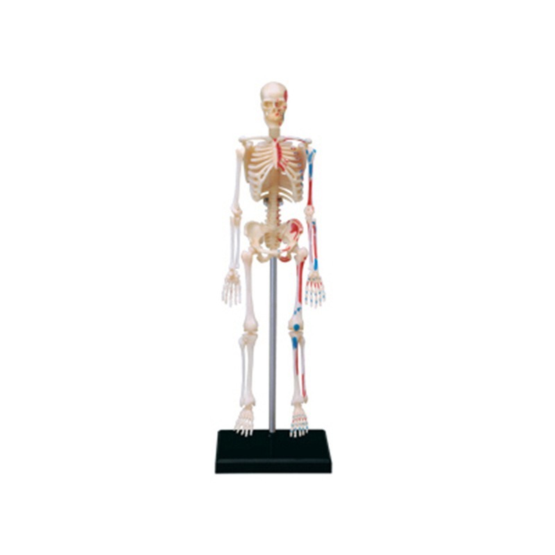 4d Human Full Skeleton Anatomy - Medical Lab Technology 评论和价格